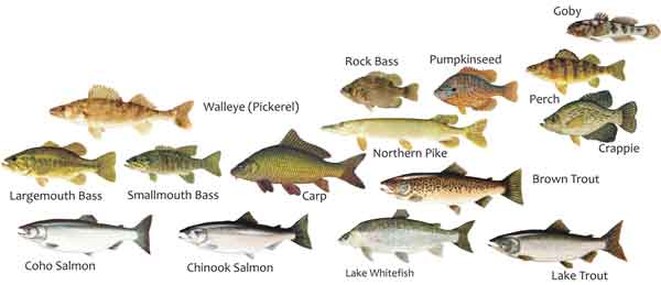 Where to Fish | Norfolk County Tourism