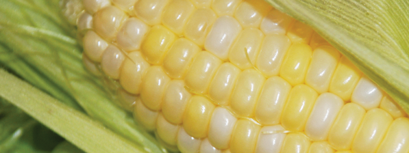 Sweet Corn photo