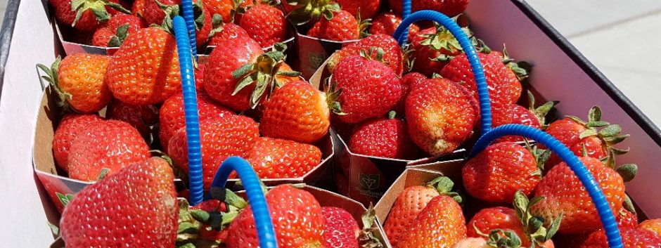 Strawberries Cider Keg Norfolk County